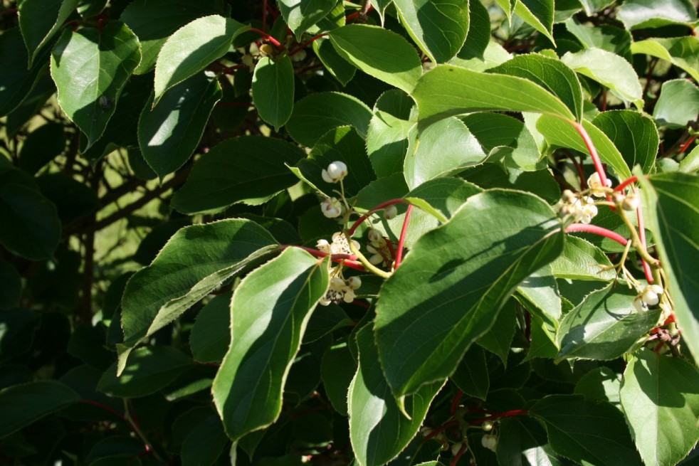 Kiwi de Sibérie Jumbo (photo:Sten Porse-license:https://creativecommons.org/licenses/by-sa/3.0/legalcode)