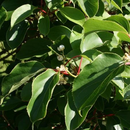 Jumbo Kiwibes (photo:Sten Porse-license:https://creativecommons.org/licenses/by-sa/3.0/legalcode)