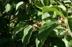 Jumbo hardy kiwi vine (photo:Sten Porse-license:https://creativecommons.org/licenses/by-sa/3.0/legalcode)