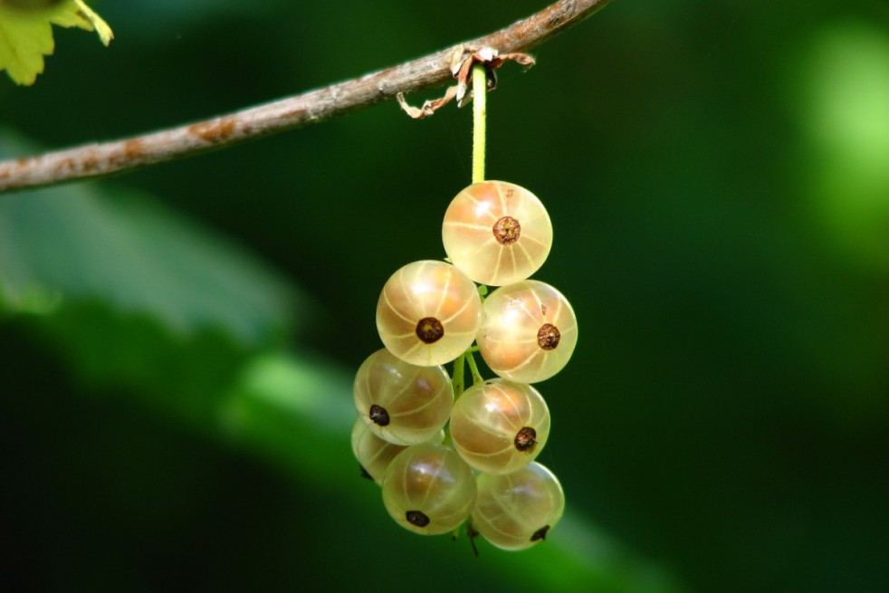 White currant