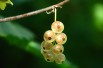 White currant