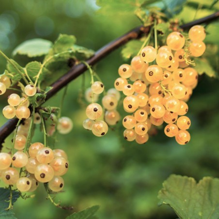 White currant