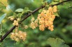 White currant