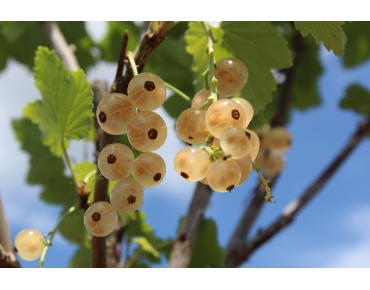 White currant