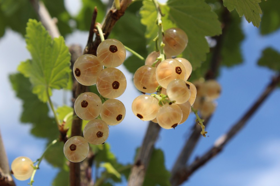 10 White Hollander White Currant Ribes Rubrum 'Witte Hollander' Multi-stemmed 