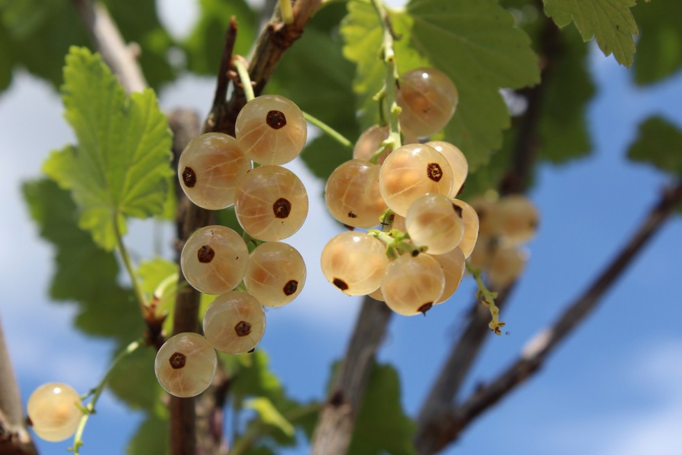 Witte aalbes