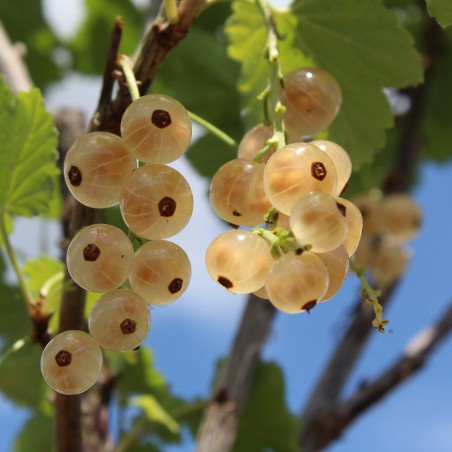 White currant