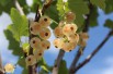Witte aalbes
