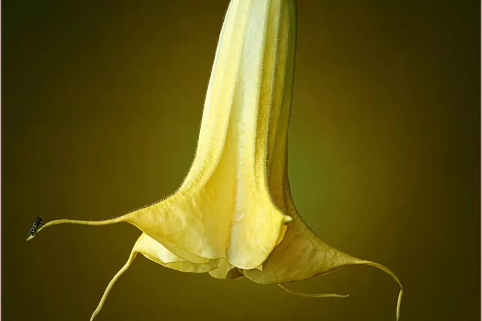 Angel's trumpet double yellow