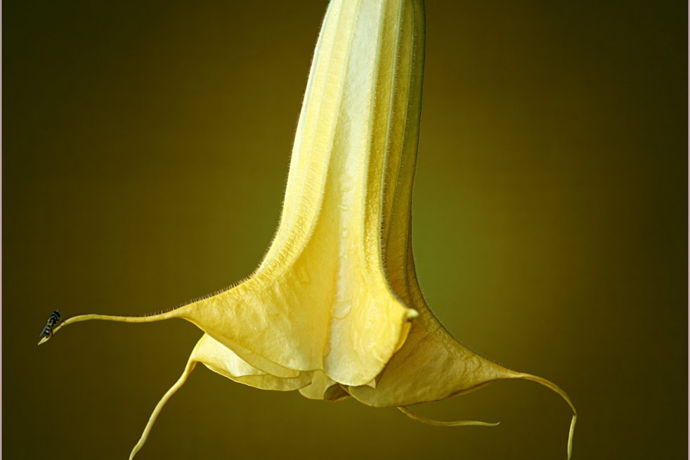 Trompette des anges jaune double