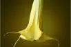 Angel's trumpet double yellow