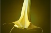 Trompette des anges jaune double