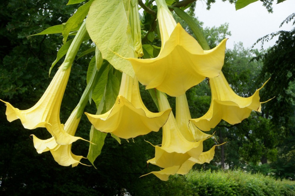 Trompette des anges jaune double