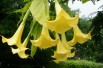 Angel's trumpet double yellow