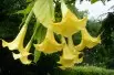 Angel's trumpet double yellow