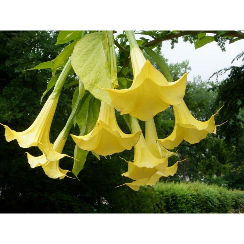 Trompette des anges jaune Brugmansia cordata yellow