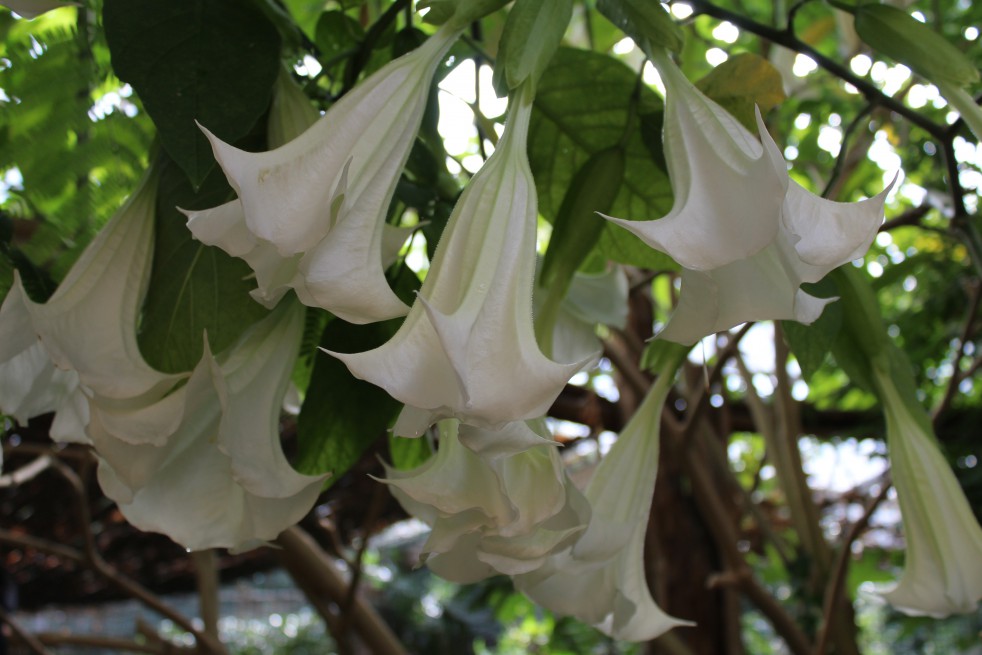 Angel's trumpet double white