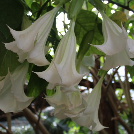 Angel's trumpet double white