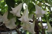 Angel's trumpet double white