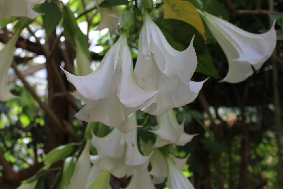 Trompettes des anges blanc - Brugmansia cordata white