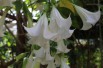 Angel's trumpet double white
