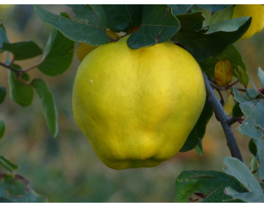Cydonia oblonga Rea's Mammoth - Quince tree