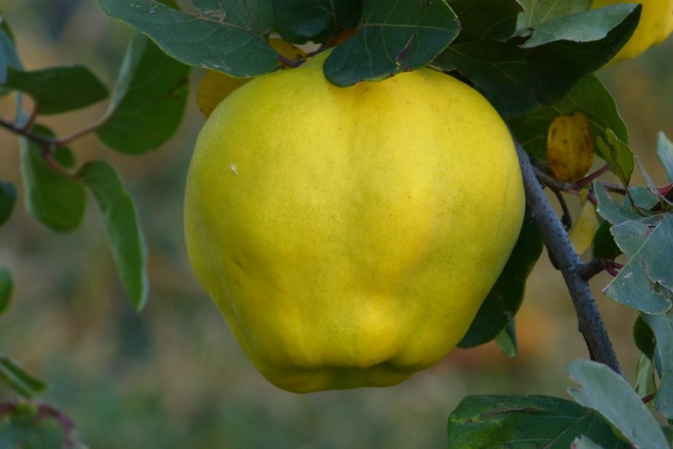 Cydonia oblonga Rea's Mammoth - Quince tree