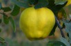 Cydonia oblonga Rea's Mammoth - Quince tree