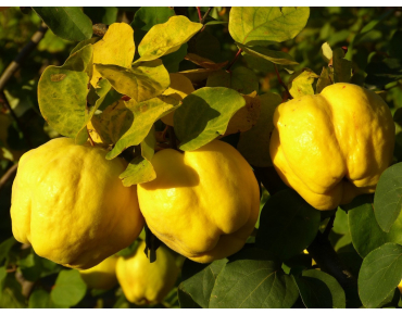 Cydonia oblonga Rea's Mammoth - Quince tree
