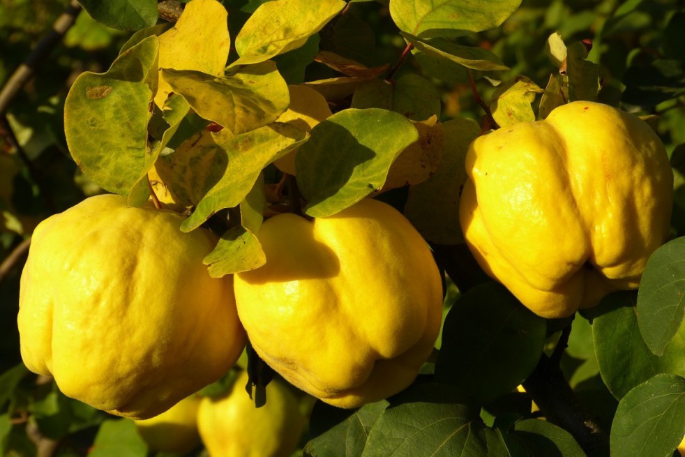 Cydonia oblonga Rea's Mammoth - Quince tree