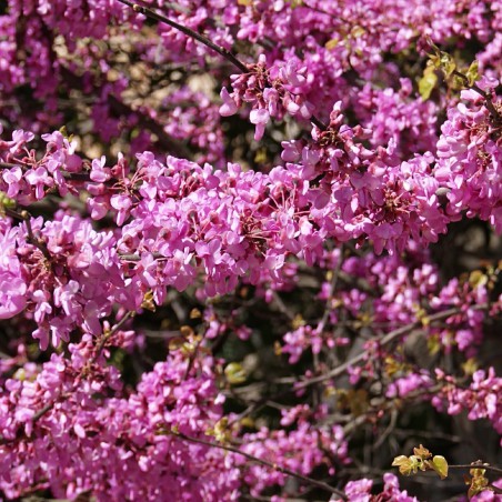 Judasboom - Cercis Siliquastrum