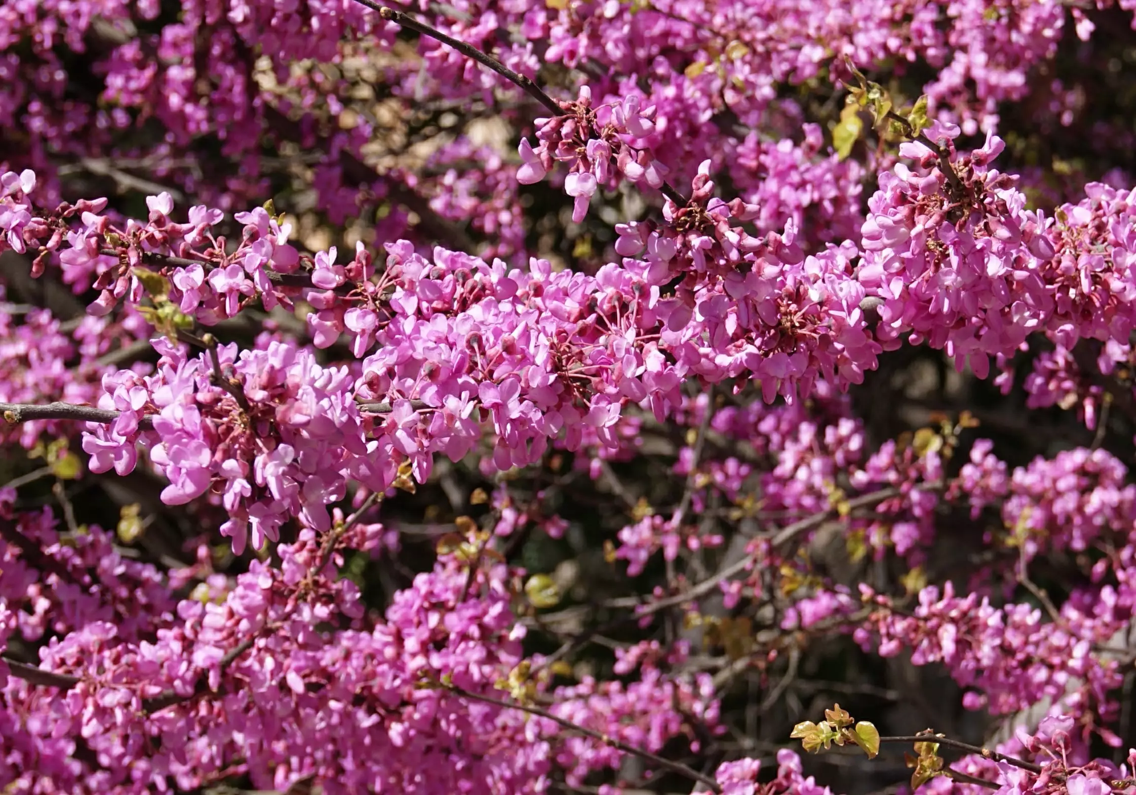 Judas tree