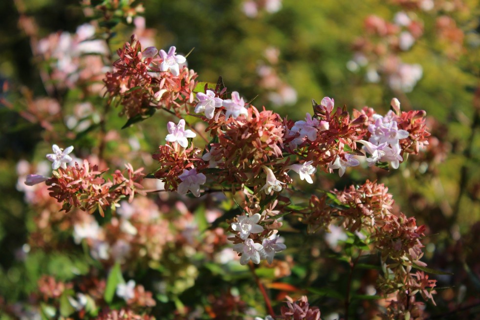 Glossy Abelia