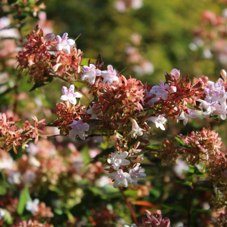 Abélia à grandes fleurs
