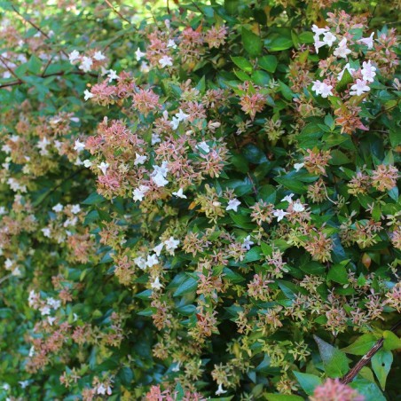 Abelia