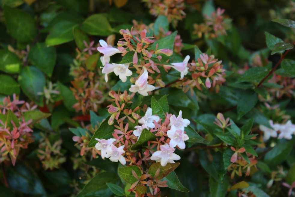 Glossy Abelia