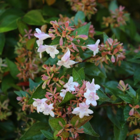 Abelia
