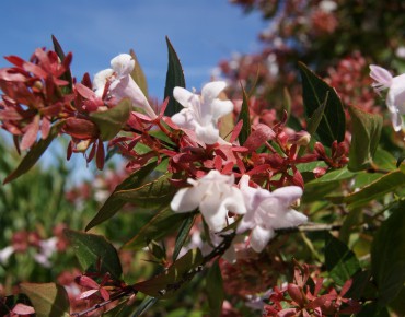 Abélia à grandes fleurs