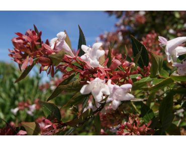 Abélia à grandes fleurs