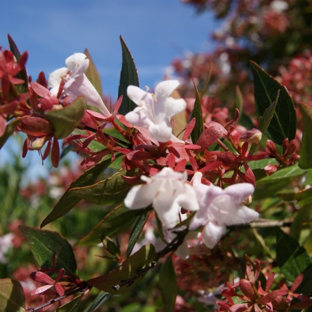 Abélia à grandes fleurs
