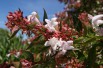Glossy Abelia