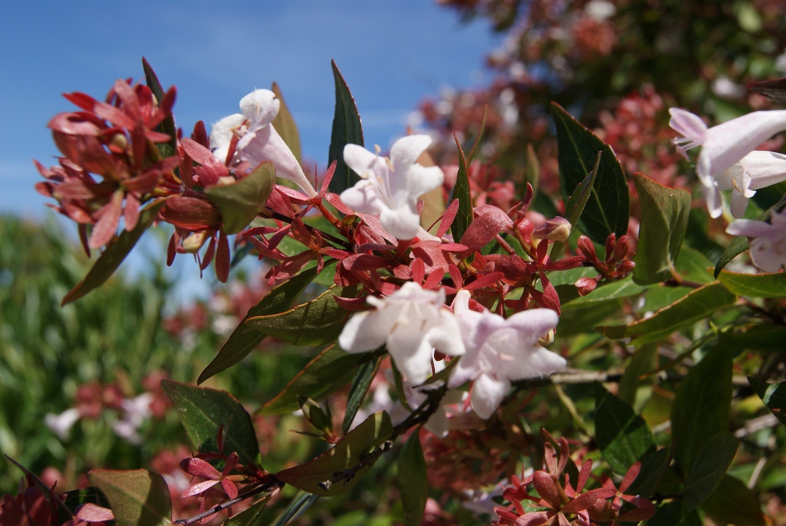 Abelia Grandiflora