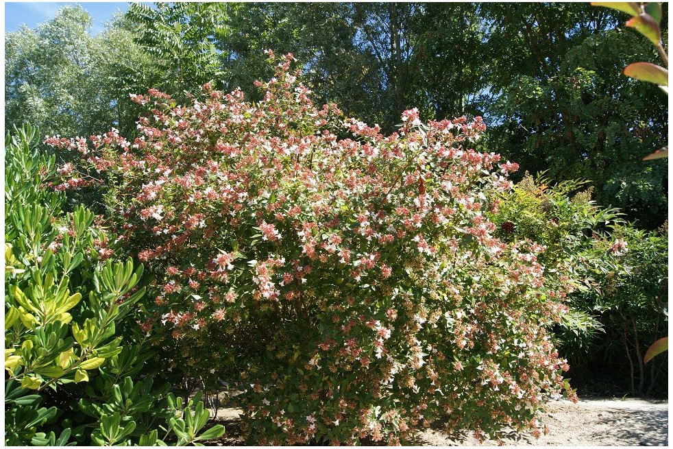 Glossy Abelia