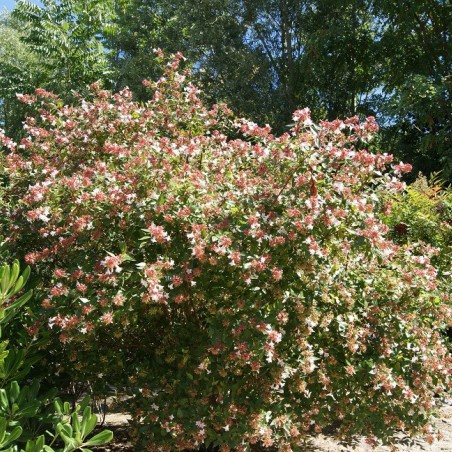 Glossy Abelia