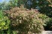 Abélia à grandes fleurs