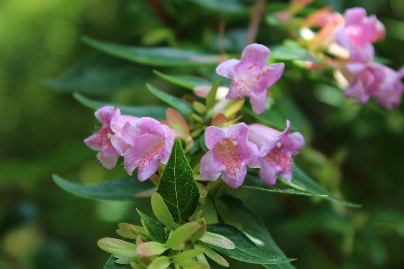 Abelie Edward Goucher - Abelia Edward Goucher