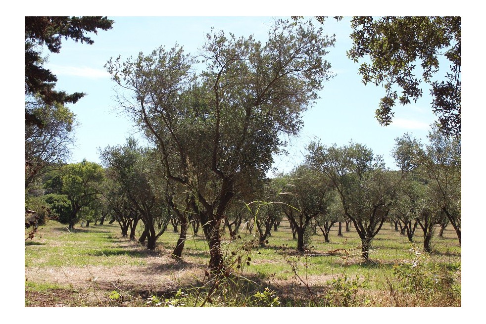 Olive tree Cipressino Olive tree Cipressino