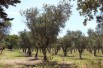 Olive tree Cipressino Olive tree Cipressino