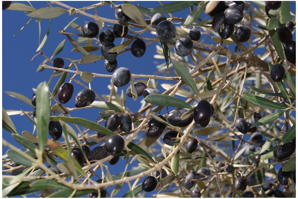Olive tree Cipressino Olive tree Cipressino