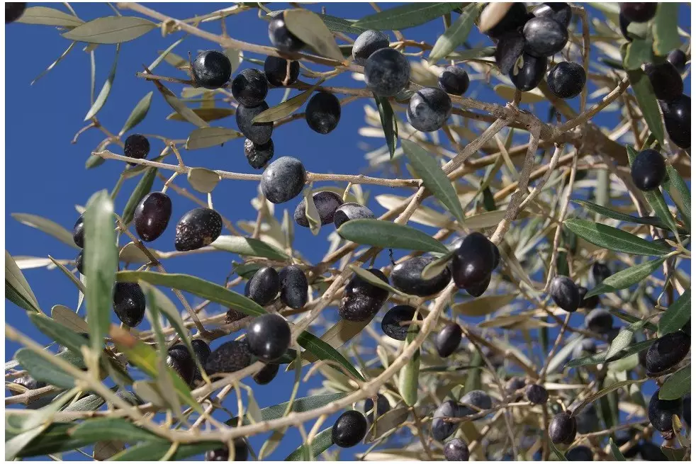 Olive tree Cipressino